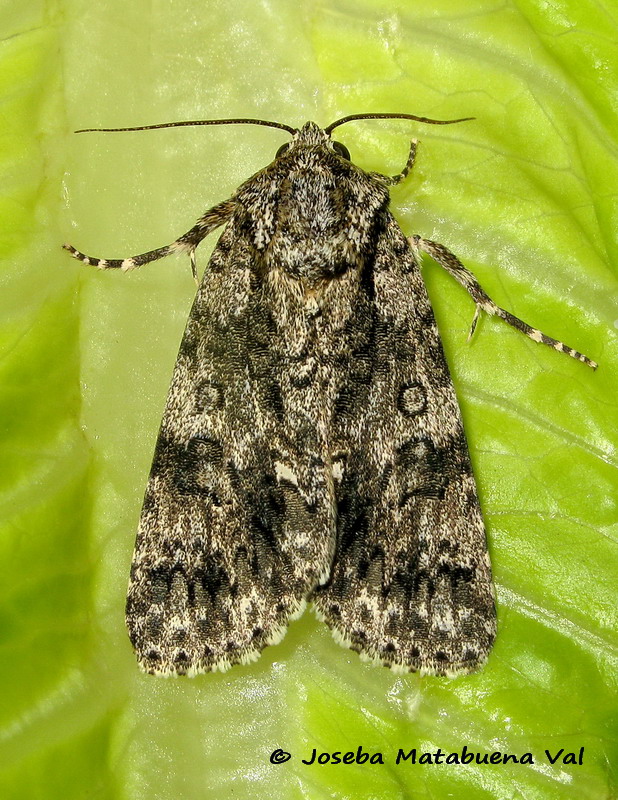 Acronicta (Viminia) rumicis - Noctuidae